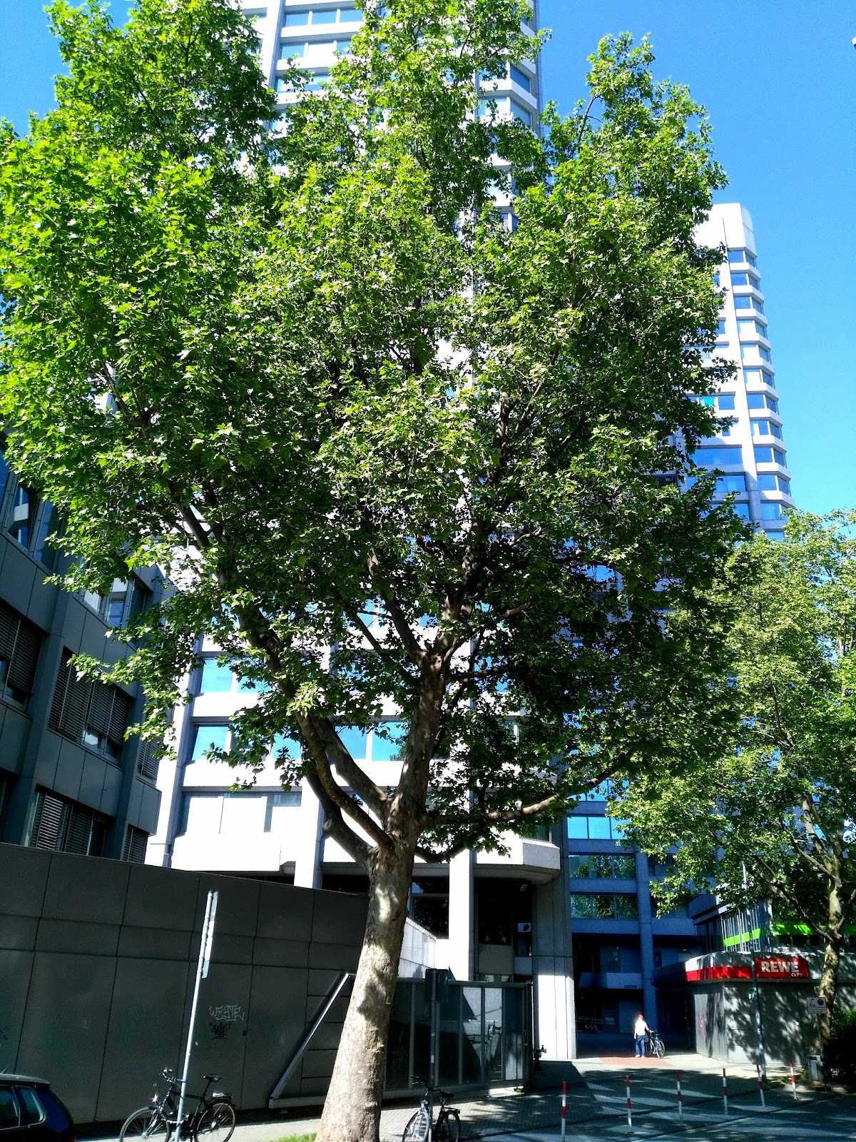 University of Koblenz-Landau photo 4