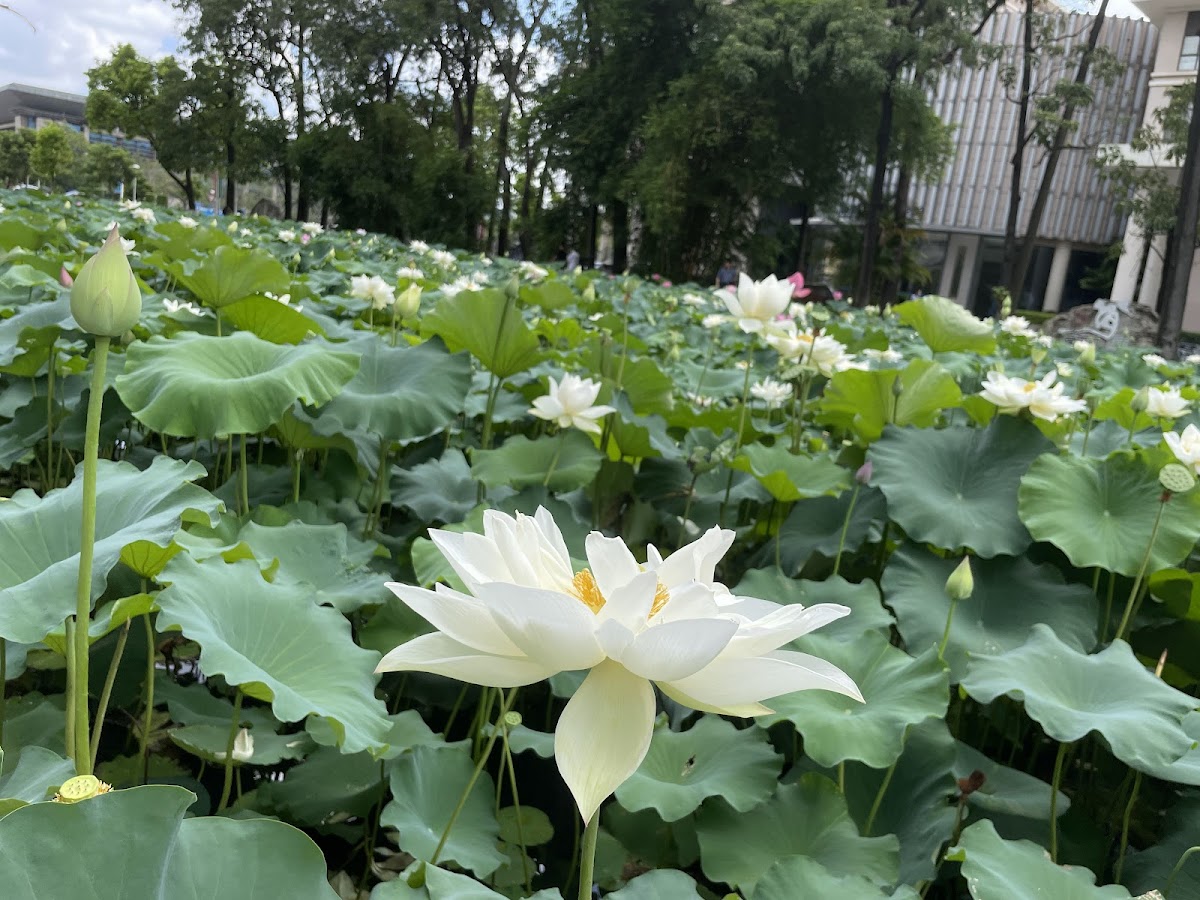 Guangxi University photo 2