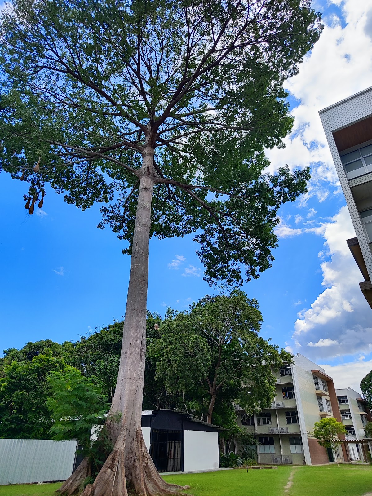 Federal University of Amazonas photo 9