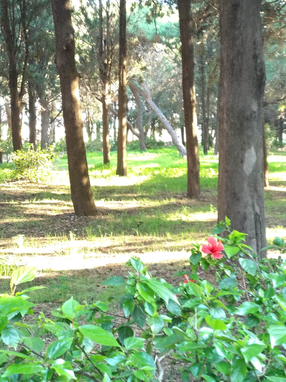 University of the Aegean - Rhodes photo 8