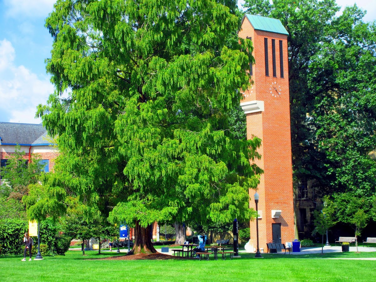 Wilkes University photo 7