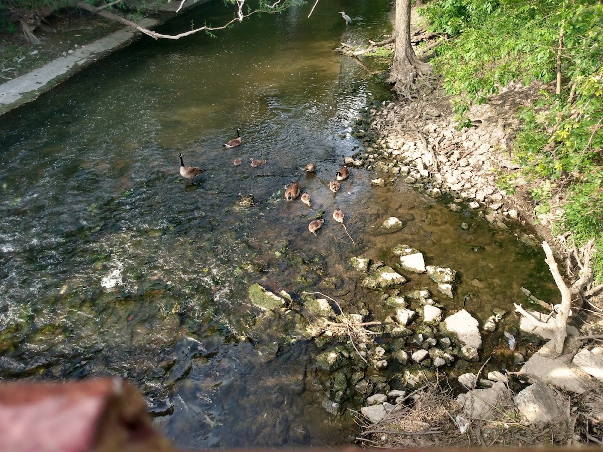 North Park University photo 5