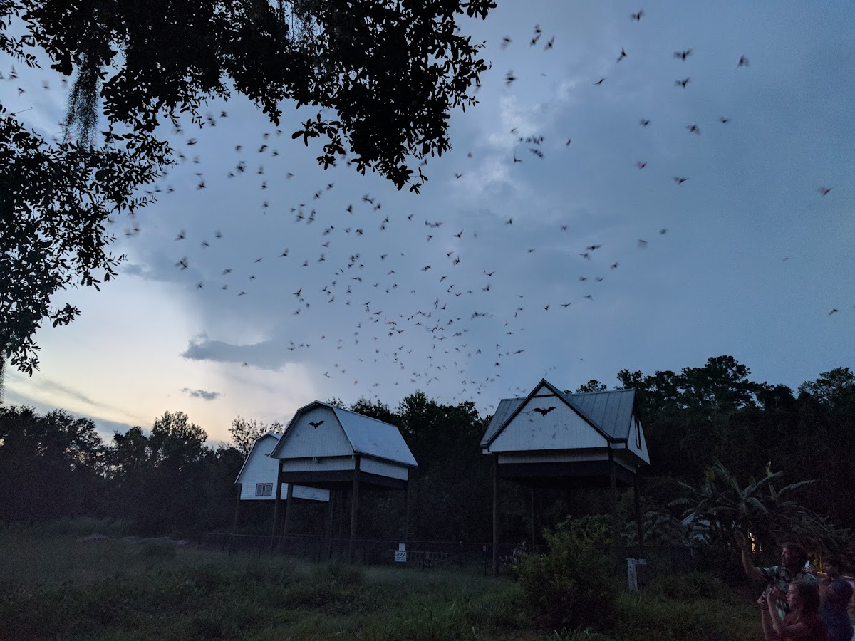 University of Florida photo 4