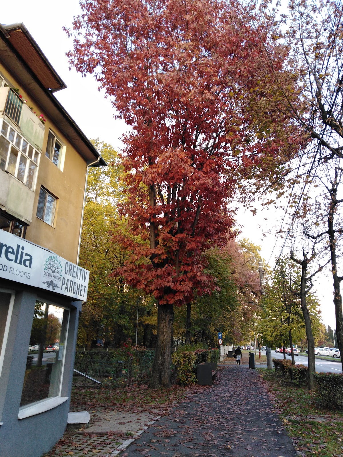 North University of Baia Mare photo 7