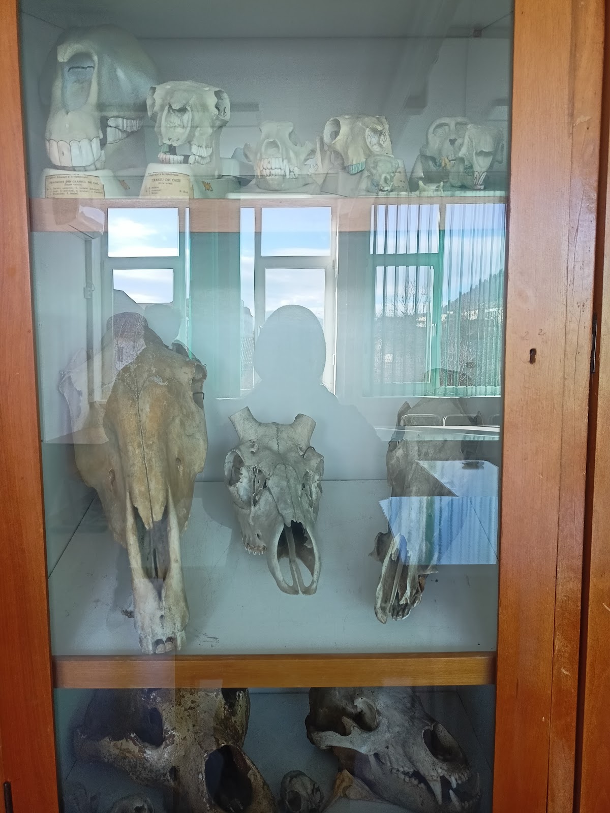 North University of Baia Mare photo 9