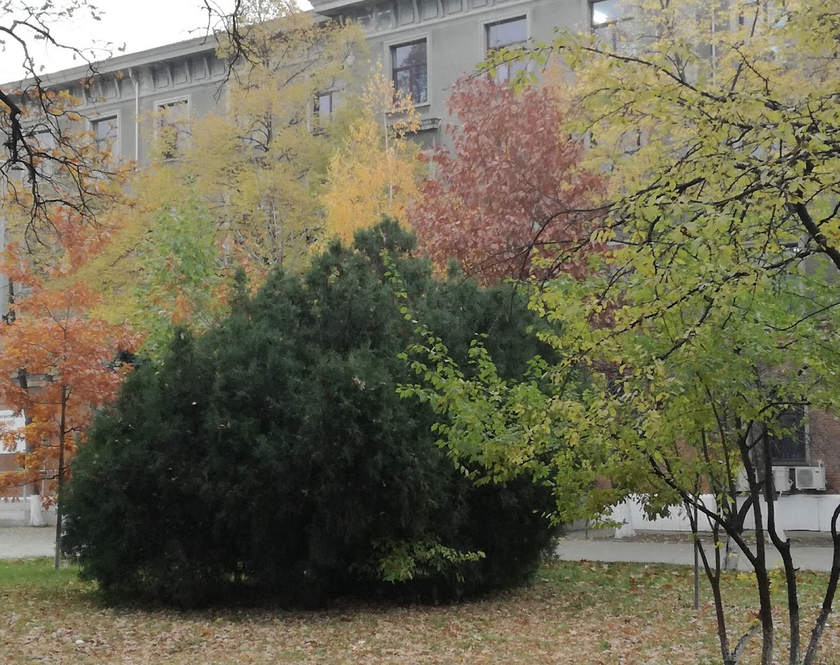 Military Technical Academy Ferdinand I photo 4