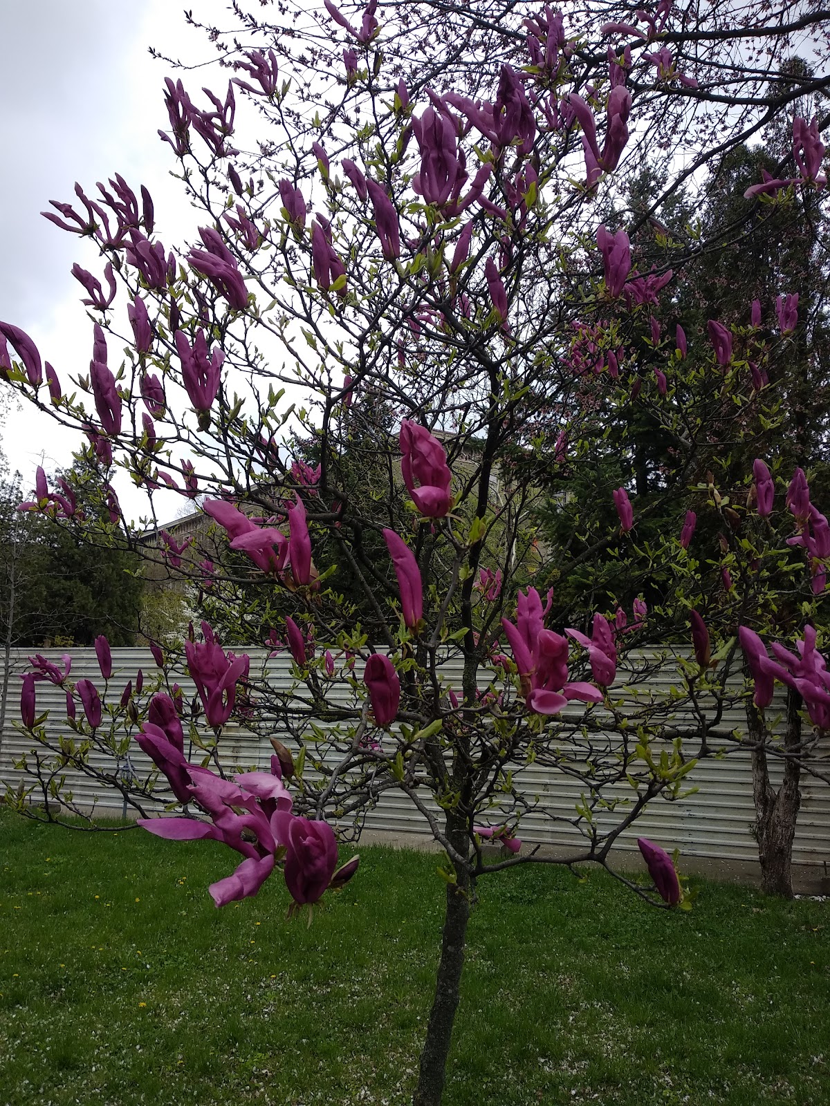 Military Technical Academy Ferdinand I photo 6