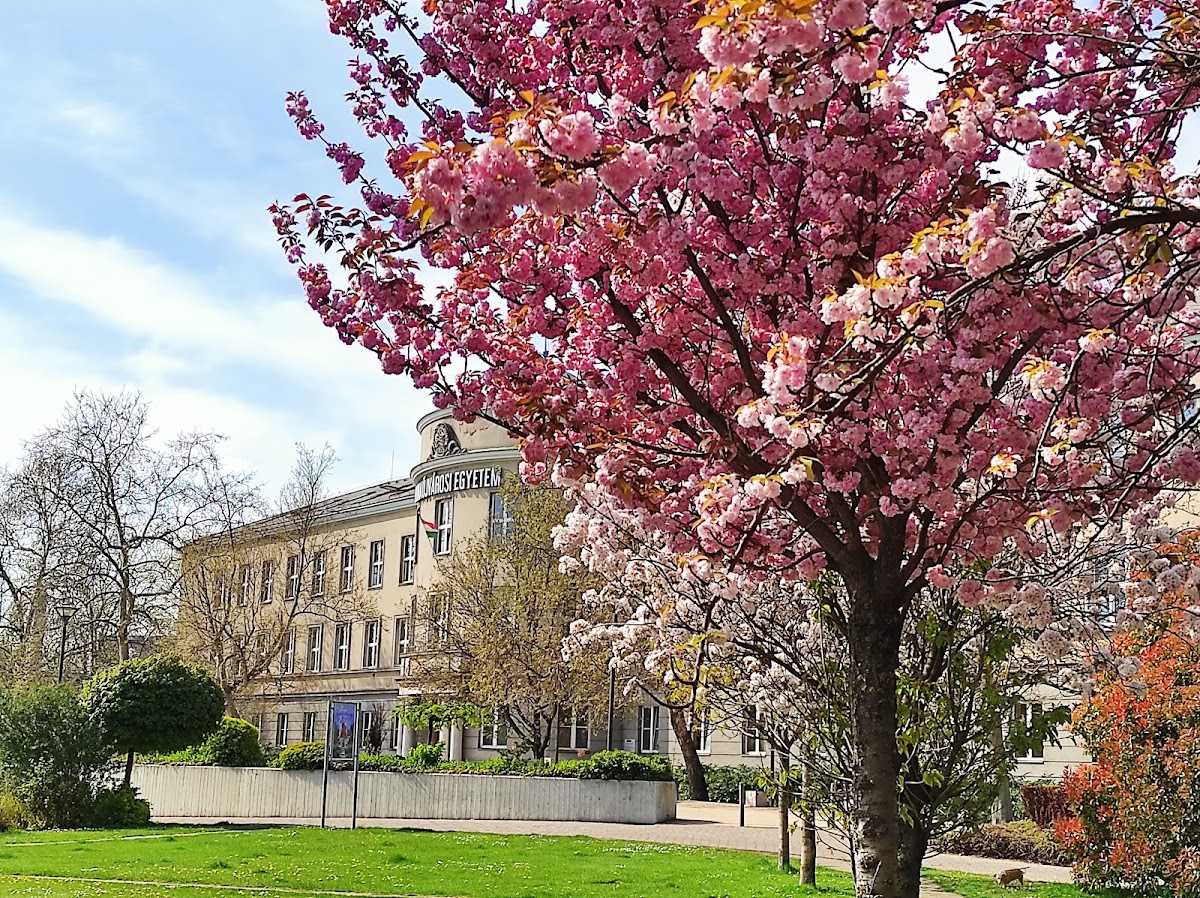 University of Dunaújváros photo 4