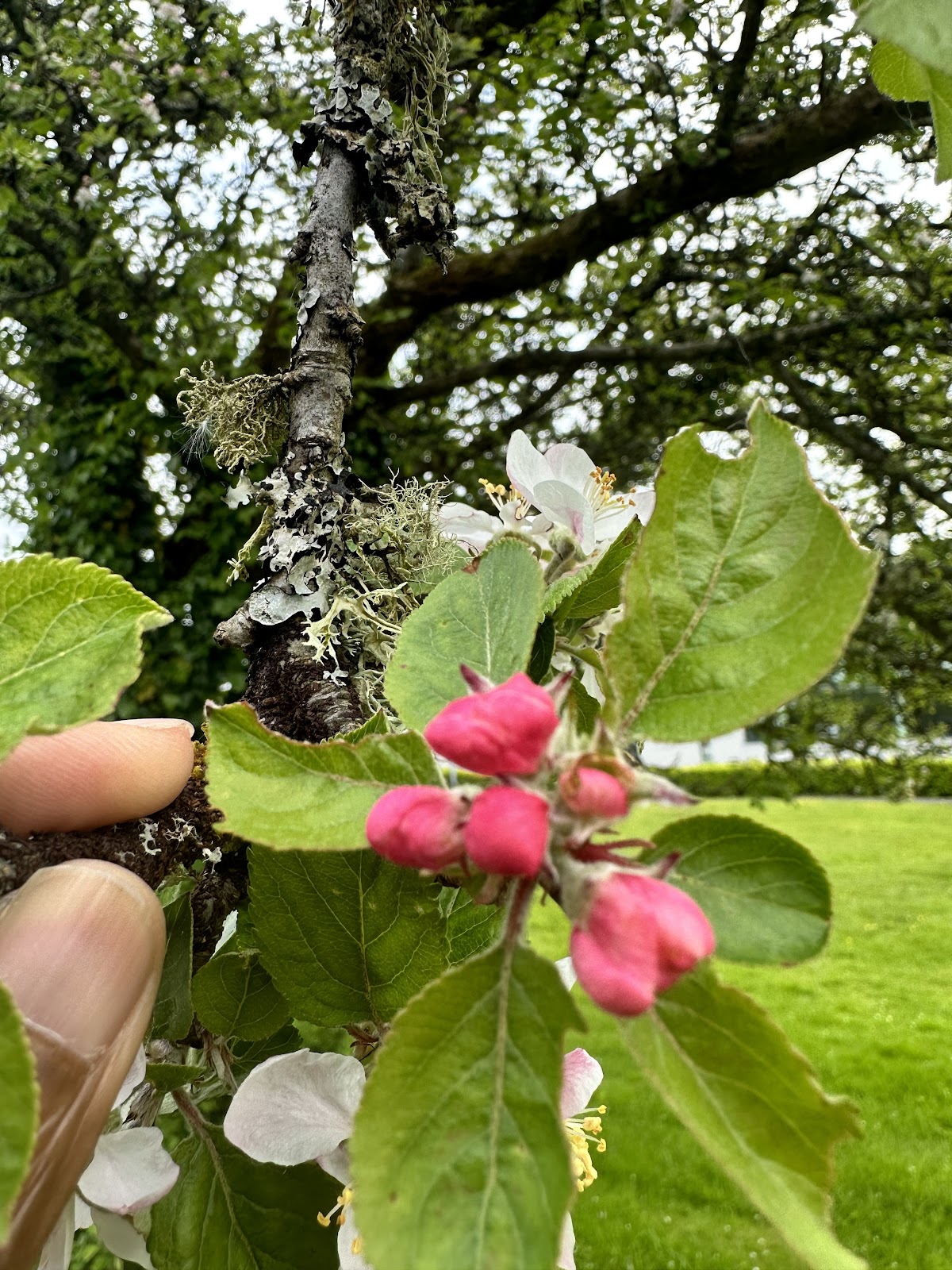 St Angela's College, Sligo photo 9