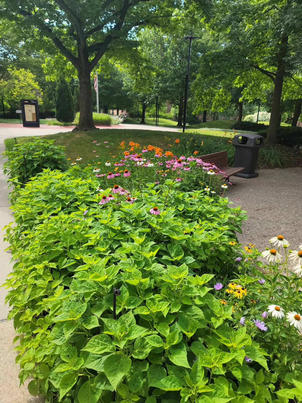 Youngstown State University photo 8