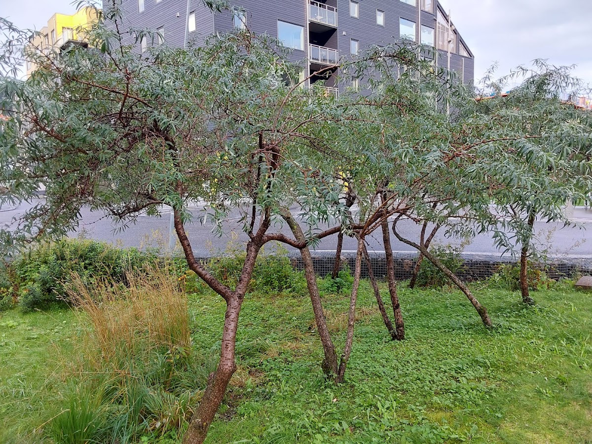 Bergen Academy of Art and Design photo 3