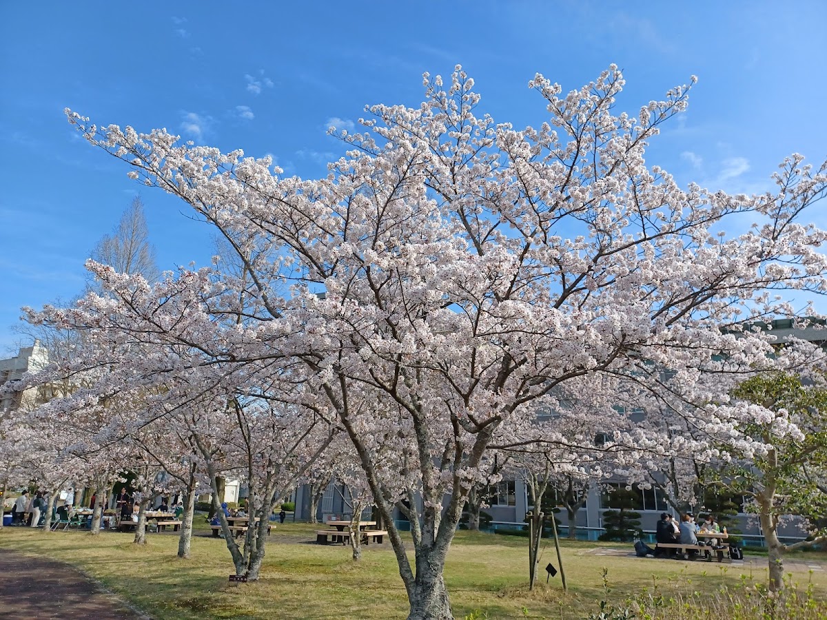 Yamaguchi University photo 1