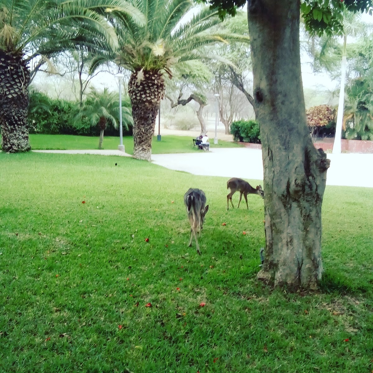 University of Piura photo 6
