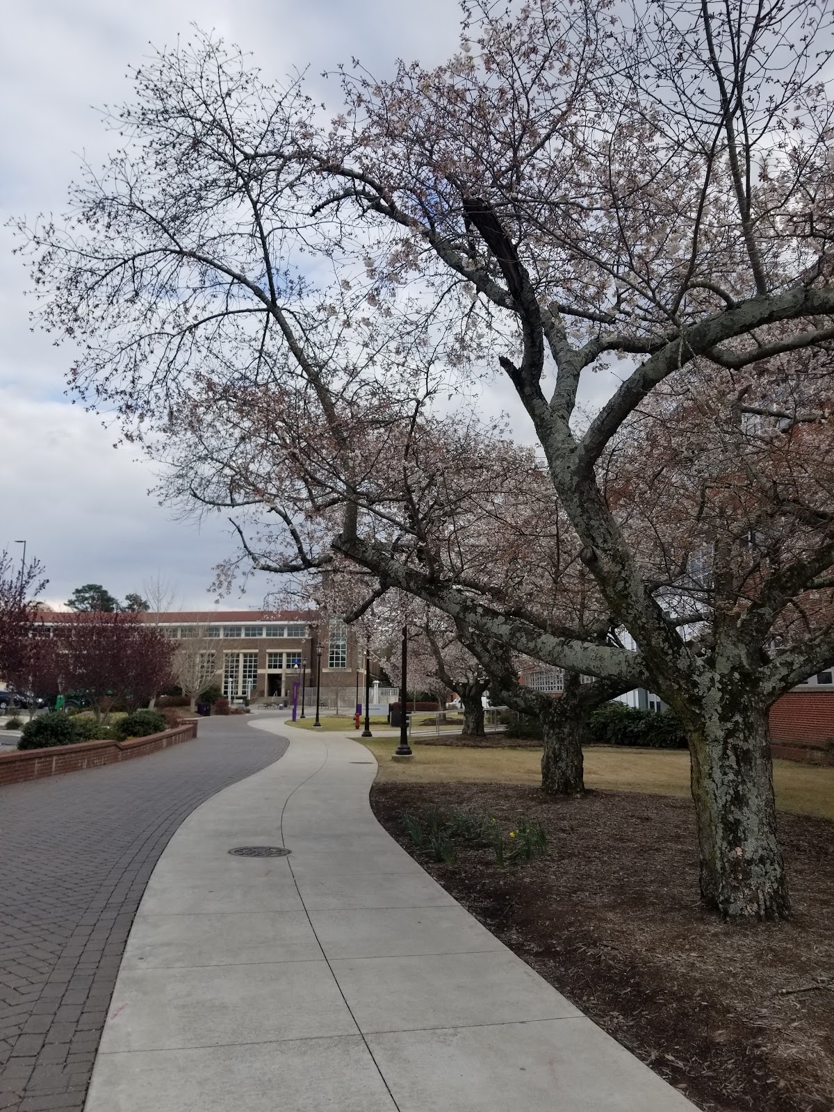 East Carolina University photo 9