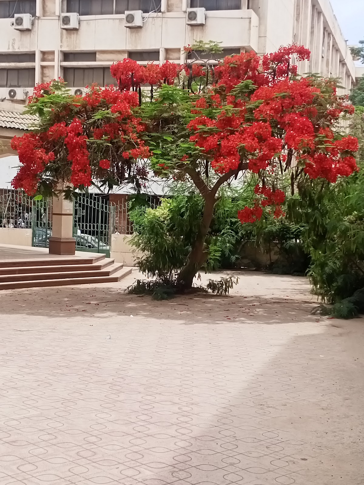 Zagazig University photo 7