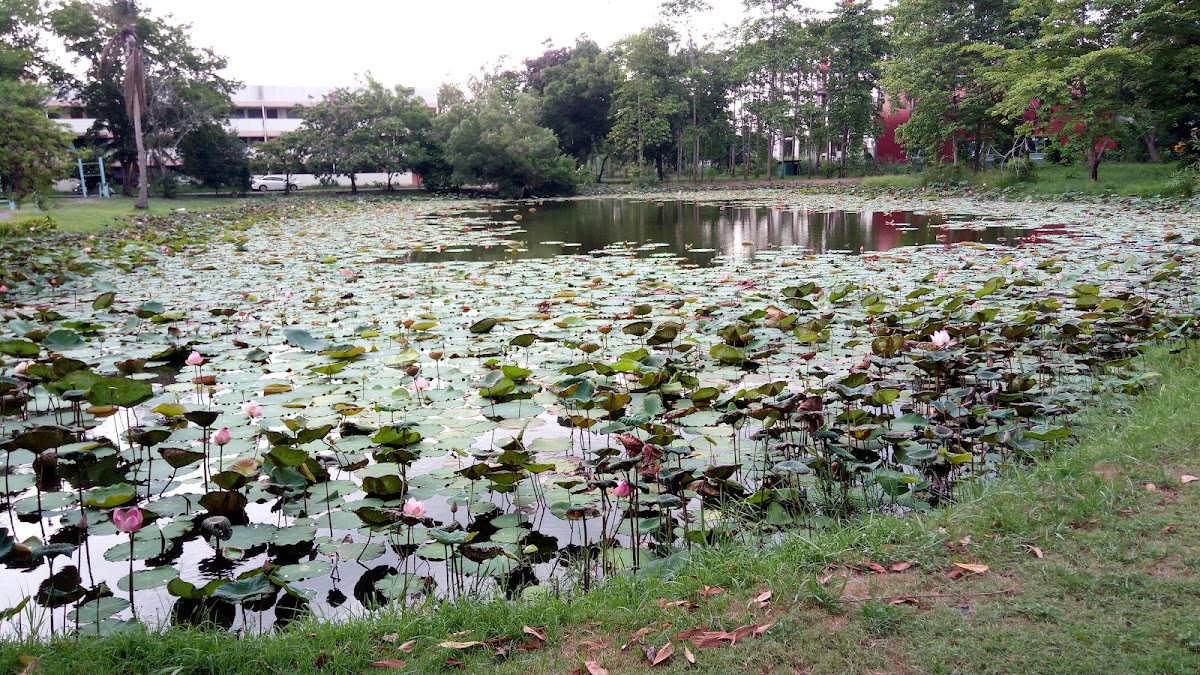 Rajamangala University of Technology Thanyaburi photo 3