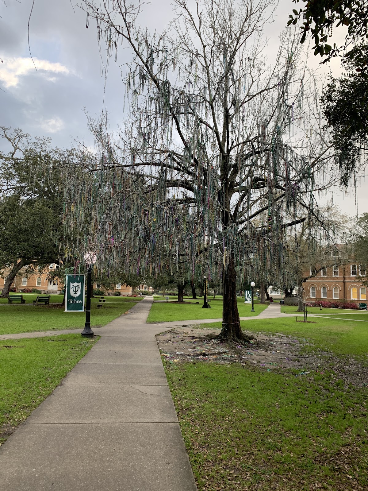 Tulane University photo 7