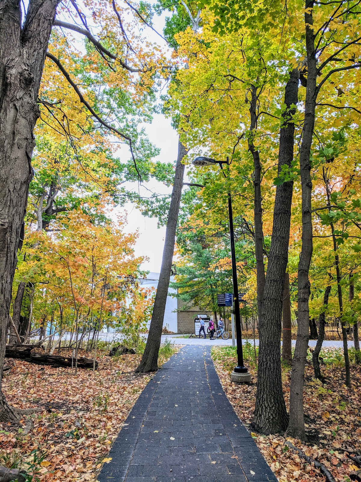 University of Toronto Mississauga photo 9