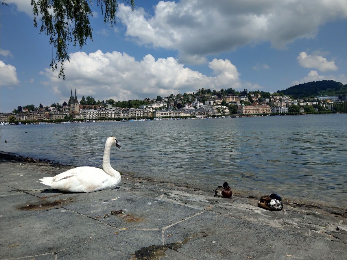 University of Lucerne photo 6