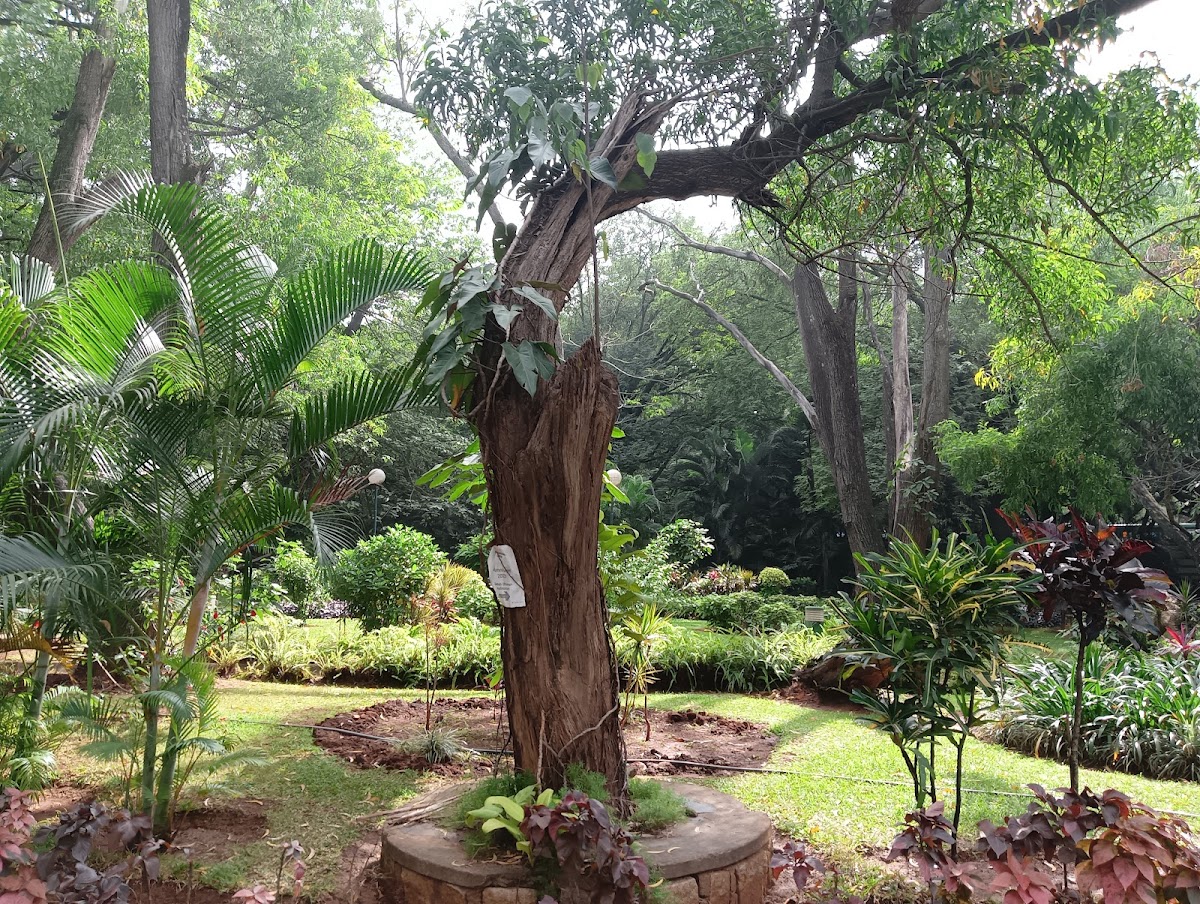 Indian Institute of Science photo 6