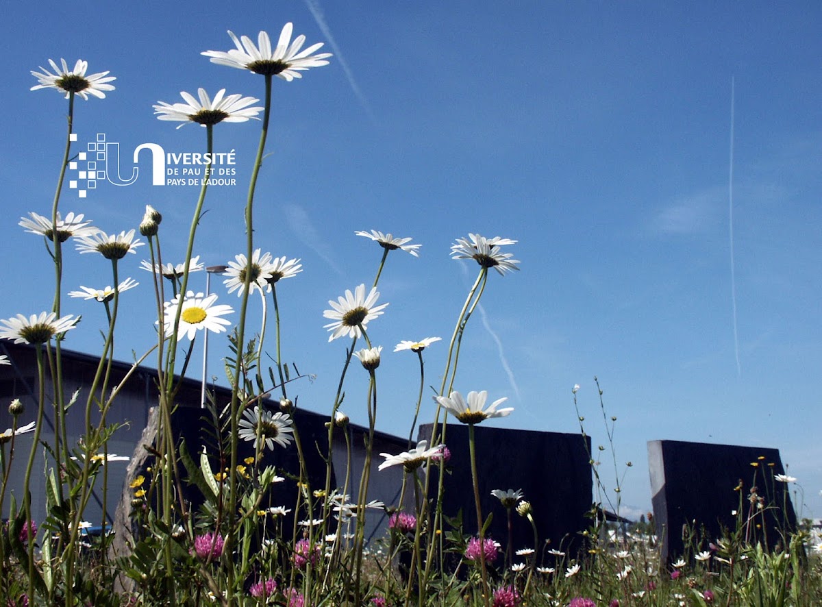 University of Pau and Pays de l'Adour photo 2