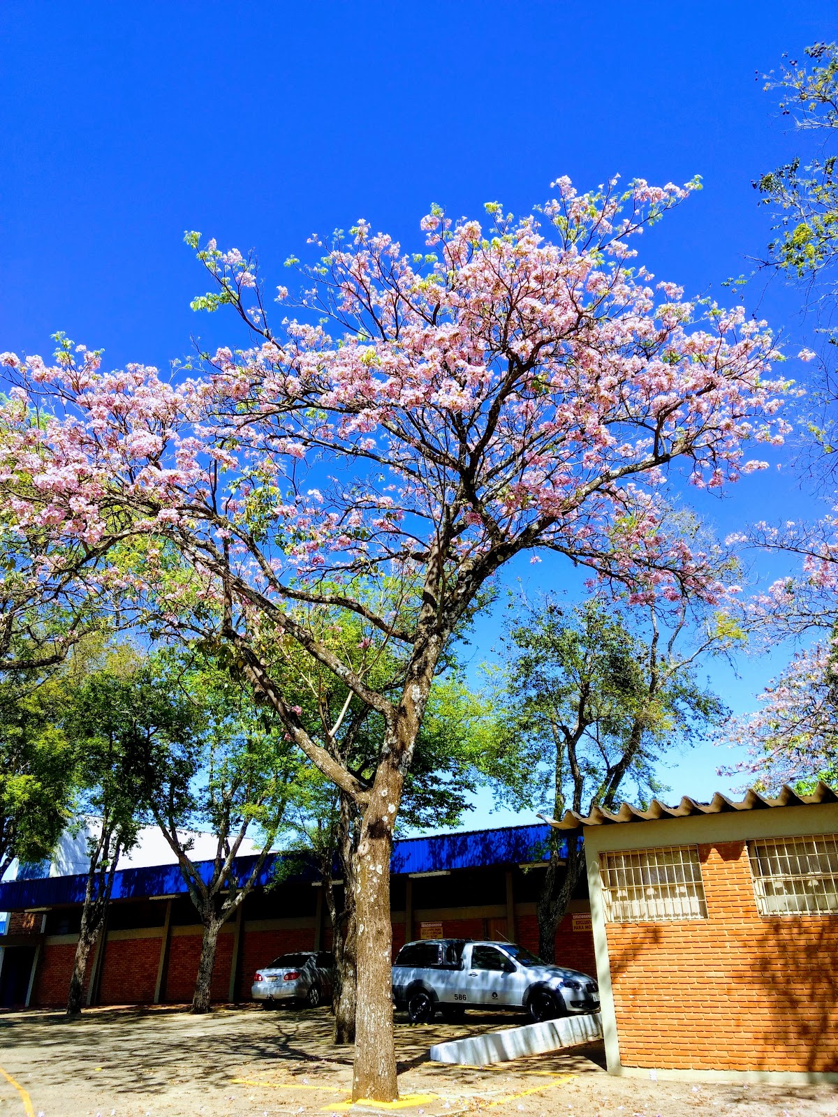 State University of Campinas photo 9