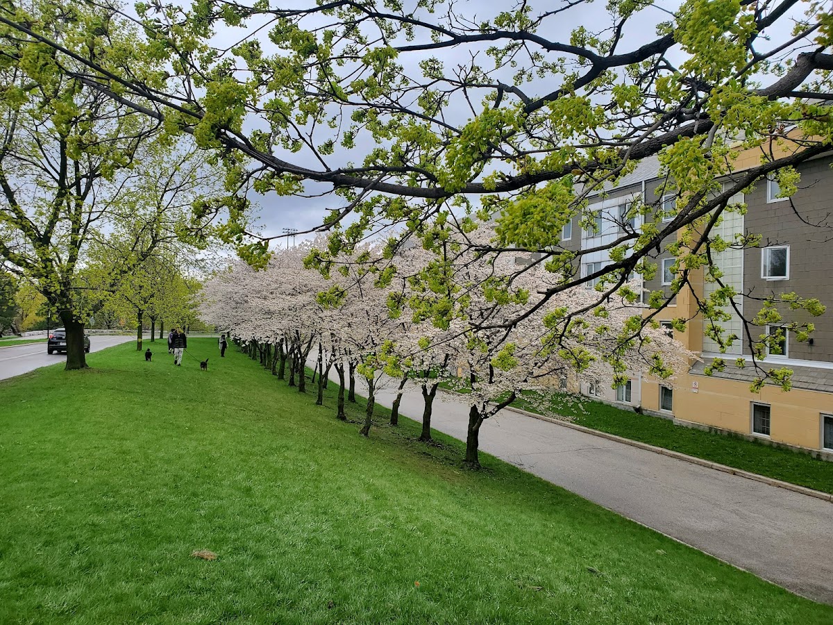 York University photo 2