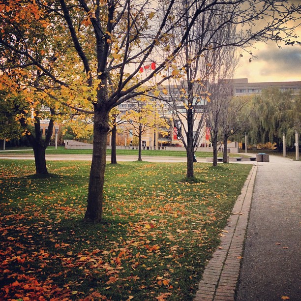 York University photo 5