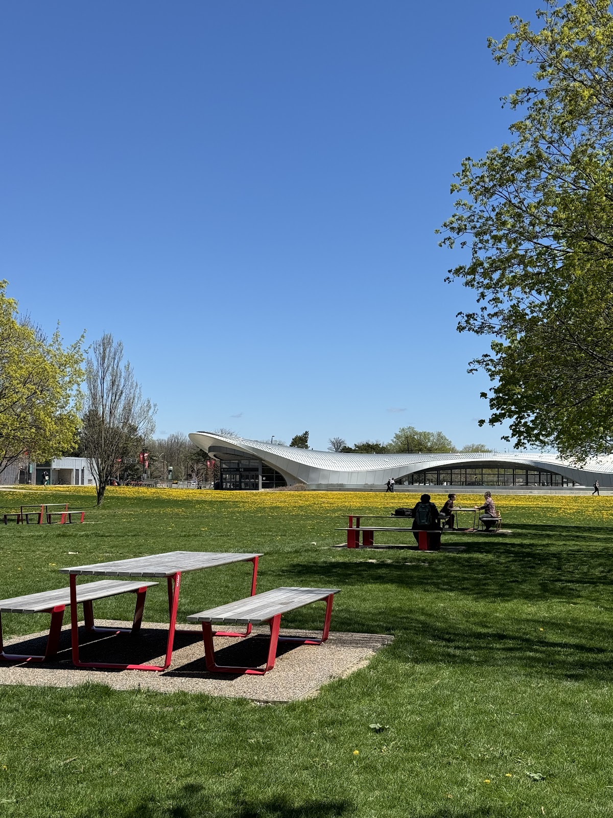 York University photo 8