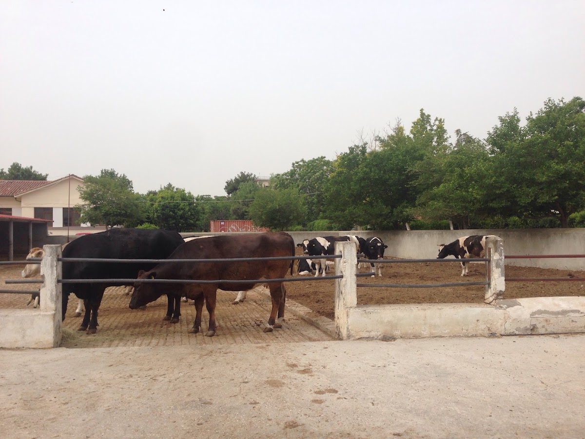 Agricultural University of Athens - Athens photo 3