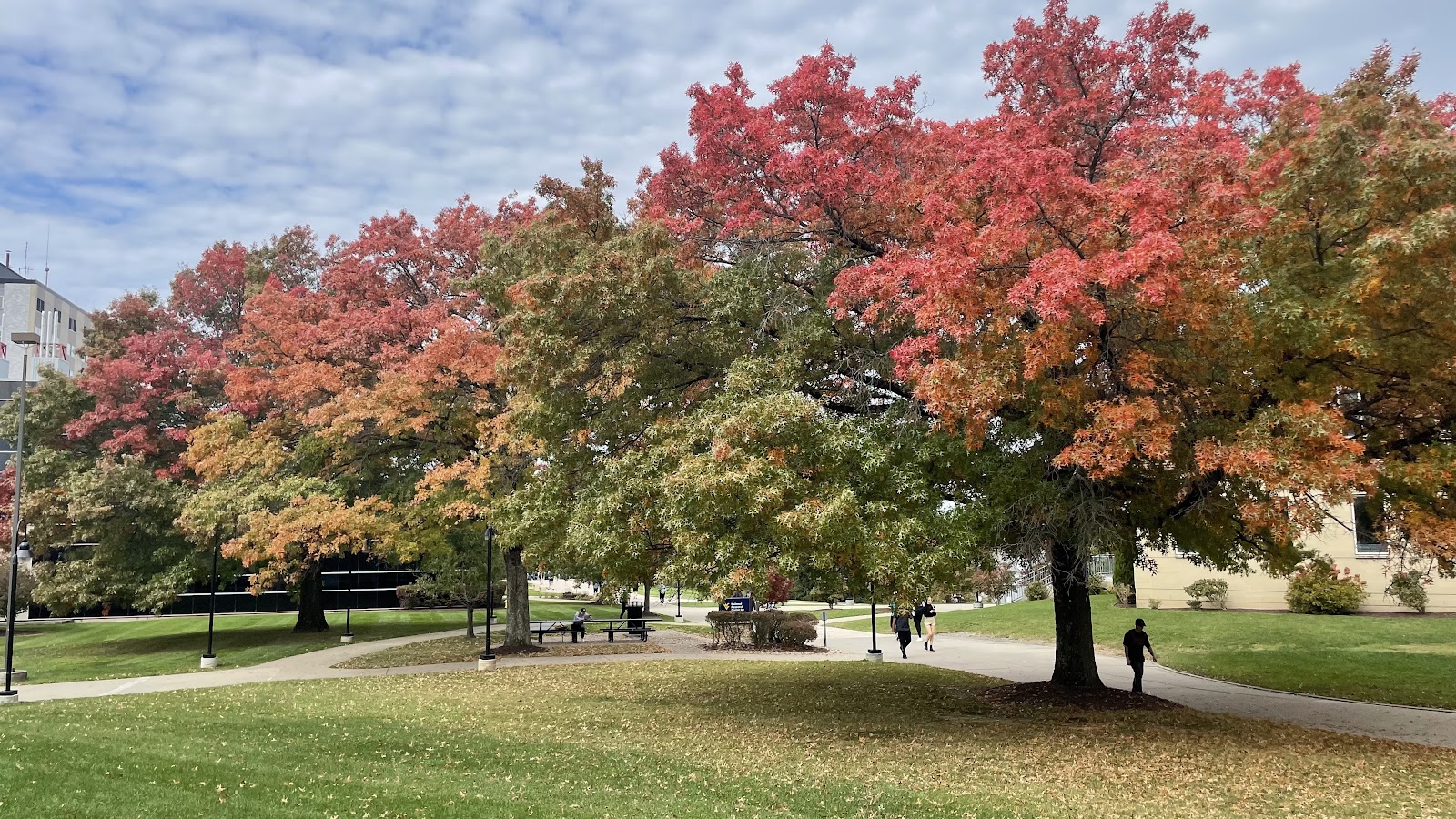 West Virginia University