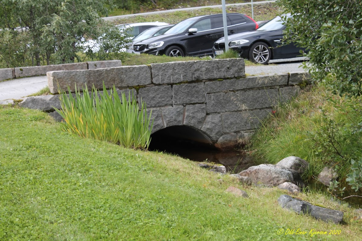 Norwegian College of Fishery Science photo 4