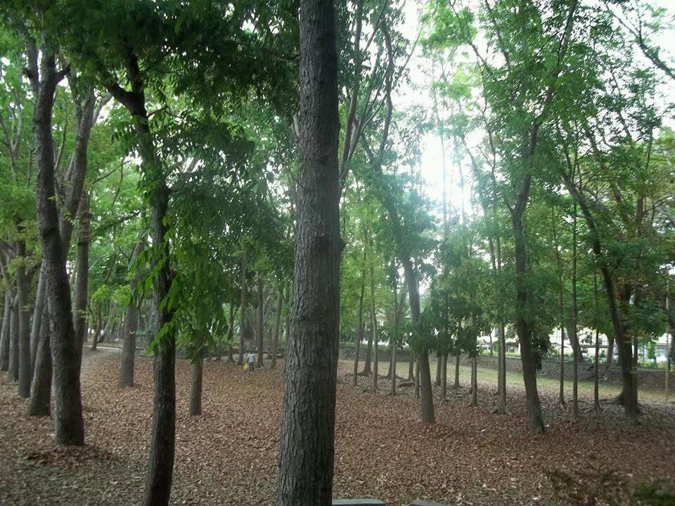 Don Mariano Marcos Memorial State University photo 6