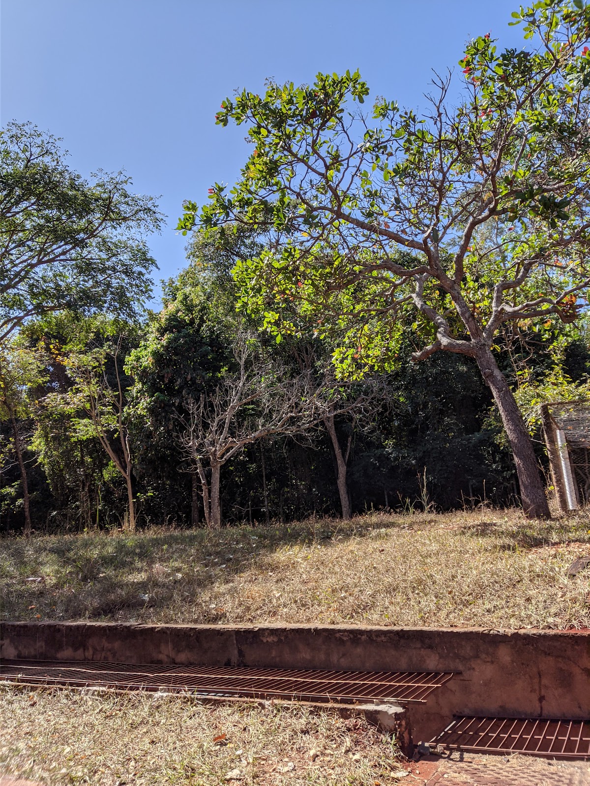 Federal University of Goiás photo 8