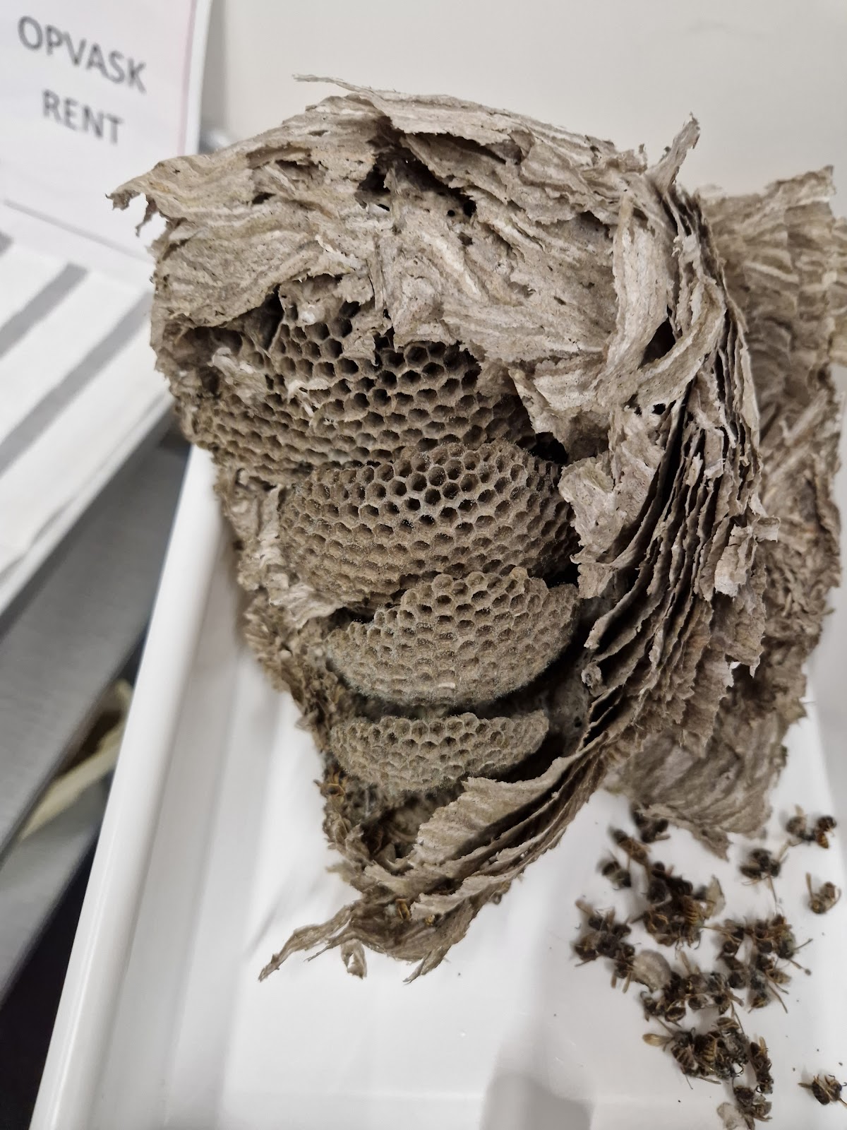 Campus Bornholm photo 9