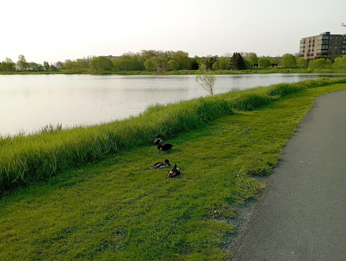 College of the North Atlantic photo 7