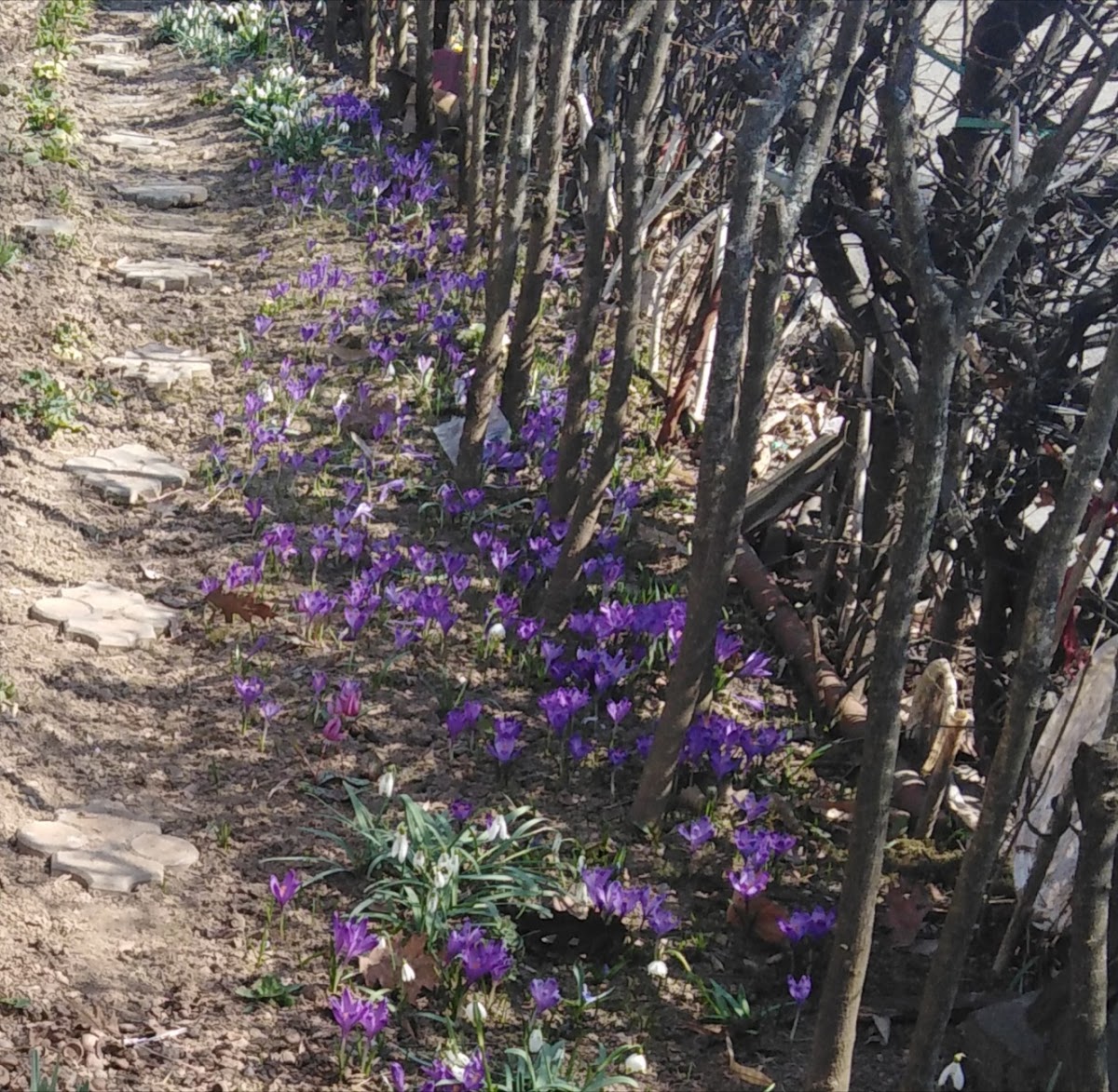 North University Center of Baia Mare photo 4