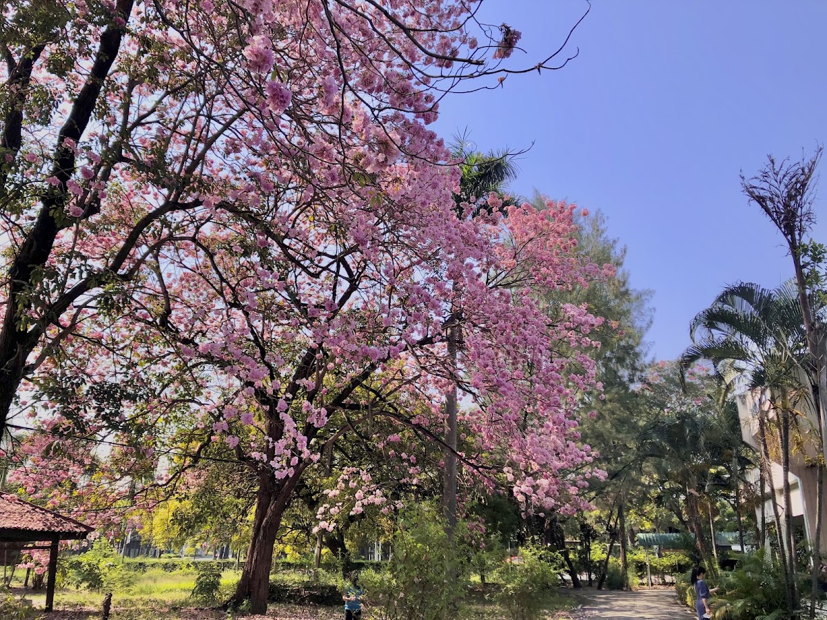 Kasetsart University photo 5