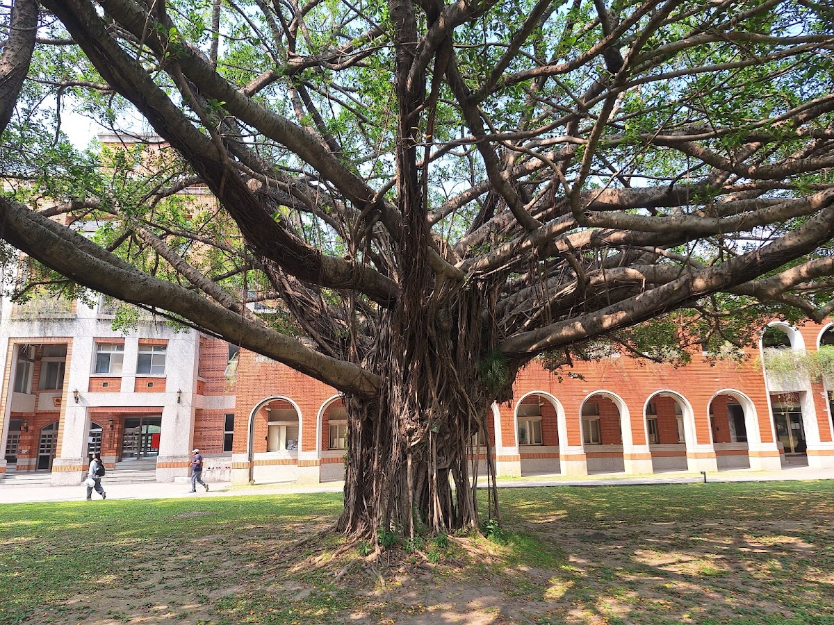 National Cheng Kung University photo 7