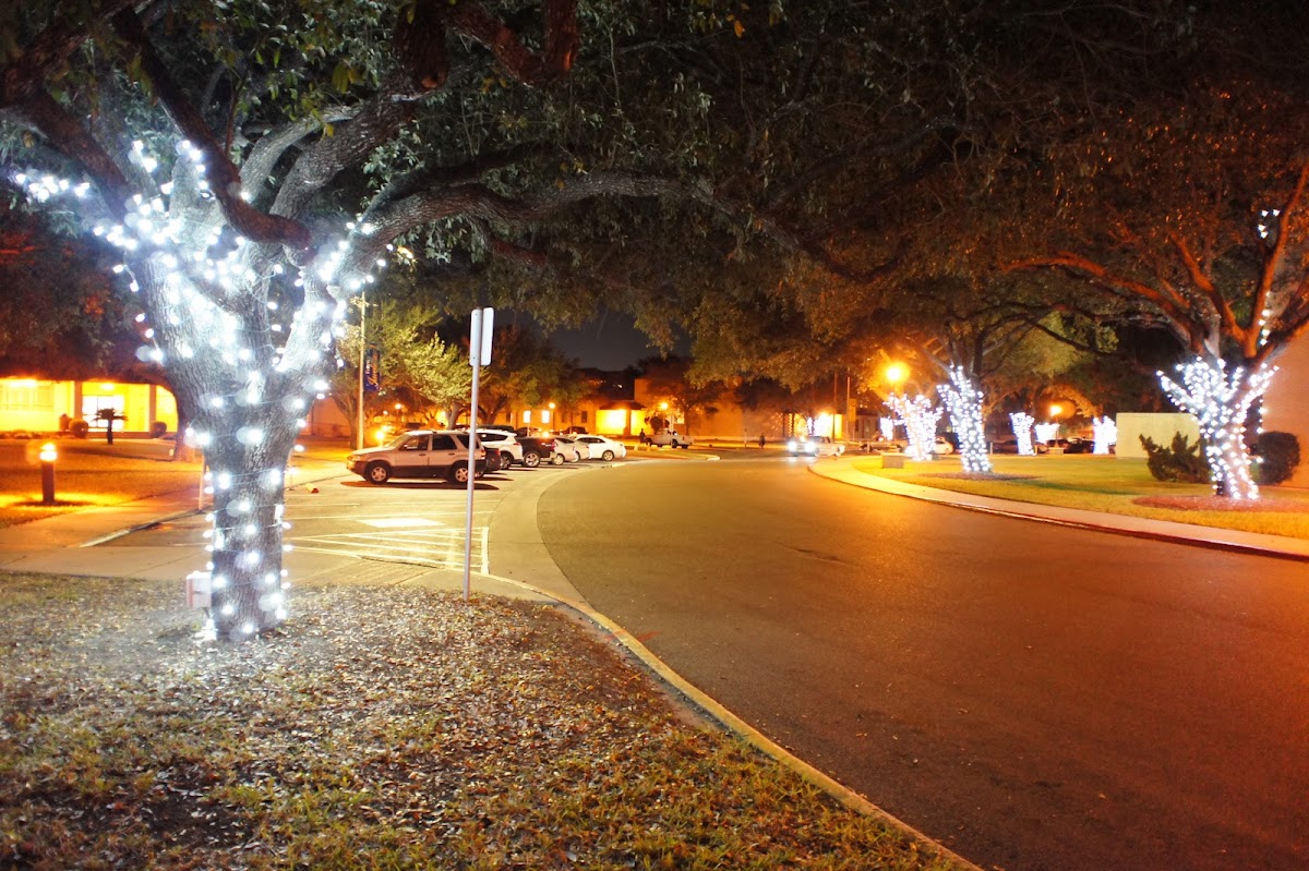 Texas A&M Kingsville photo 3