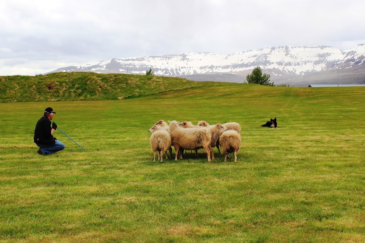 Agricultural University of Iceland photo 4
