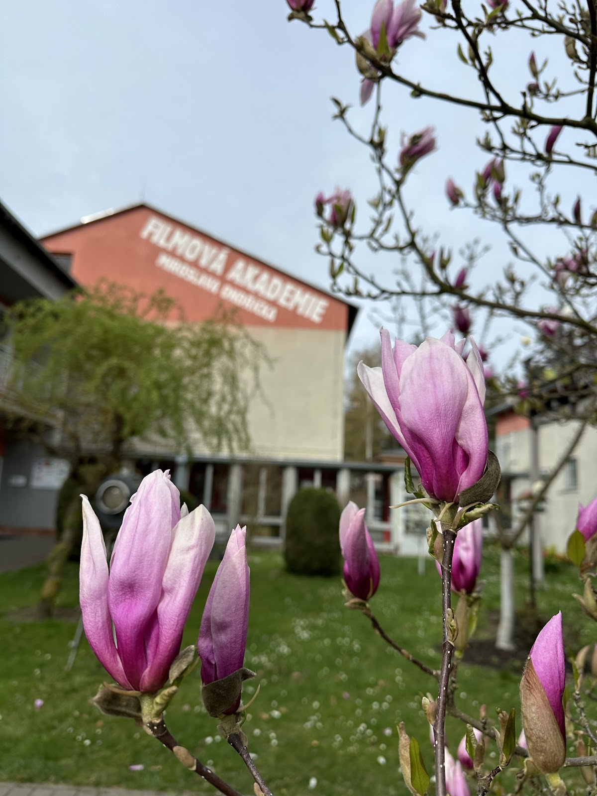 Film Academy Miroslav Ondříček in Písek photo 3